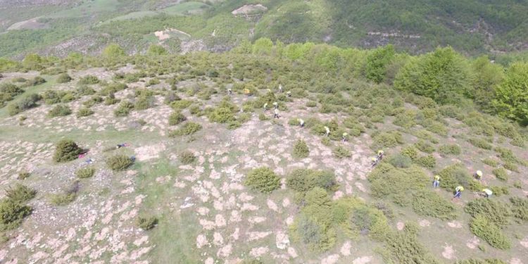 Αναδάσωση από τον ΤΑΡ στη Βόρεια Ελλάδα, με 400.000 δένδρα και θάμνους