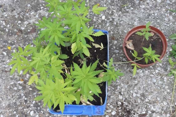 Συνελήφθησαν 3 Έλληνες σε χωριά της Δράμας, κατηγορούμενοι για καλλιέργεια φυτών κάνναβης και κατοχή ναρκωτικών κατά περίπτωση