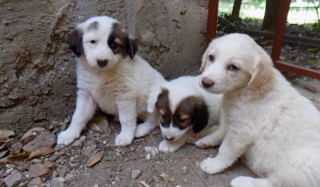 Ο ΣΥΝΔΕΣΜΟΣ ΔΙΑΙΤΗΤΩΝ ΚΑΛΑΘΟΣΦΑΙΡΑΣ ΘΡΑΚΗΣ ΣΥΓΧΑΙΡΕΙ ΤΟΝ ΛΕΥΚΙΠΠΟ Ξάνθης ΓΙΑ ΤΗΝ ΑΝΟΔΟ ΣΤΗ Γ’ ΕΘΝΙΚΗ!