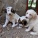 Ο ΣΥΝΔΕΣΜΟΣ ΔΙΑΙΤΗΤΩΝ ΚΑΛΑΘΟΣΦΑΙΡΑΣ ΘΡΑΚΗΣ ΣΥΓΧΑΙΡΕΙ ΤΟΝ ΛΕΥΚΙΠΠΟ Ξάνθης ΓΙΑ ΤΗΝ ΑΝΟΔΟ ΣΤΗ Γ’ ΕΘΝΙΚΗ!