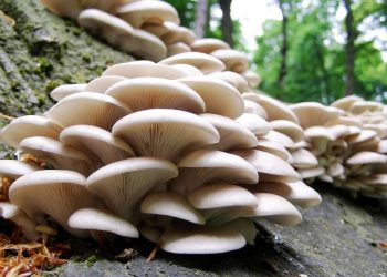9η Θερινή Συνάντηση Μανιταρόφιλων ΑΜ-Θ