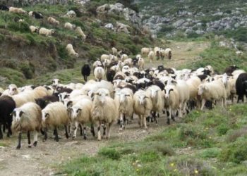 ΑΝΑΚΟΙΝΩΣΗ ΚΤΗΝΟΤΡΟΦΙΚΩΝ ΣΥΛΛΟΓΩΝ ΑΜΘ: Πριν το τέλος της ελληνικής κτηνοτροφίας