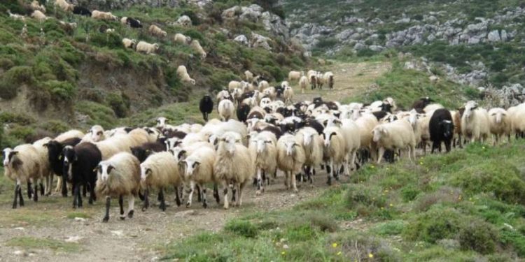 ΑΝΑΚΟΙΝΩΣΗ ΚΤΗΝΟΤΡΟΦΙΚΩΝ ΣΥΛΛΟΓΩΝ ΑΜΘ: Πριν το τέλος της ελληνικής κτηνοτροφίας