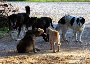 ΞΑΝΘΙΩΤΙΚΑ ΠΑΡΑΣΚΗΝΙΑ – Το τραπέζι του Κυριάκου στη Μανά και οι μπηχτές του παραΣΥΡΙΖΑ για την καλλιέργεια κάνναβης