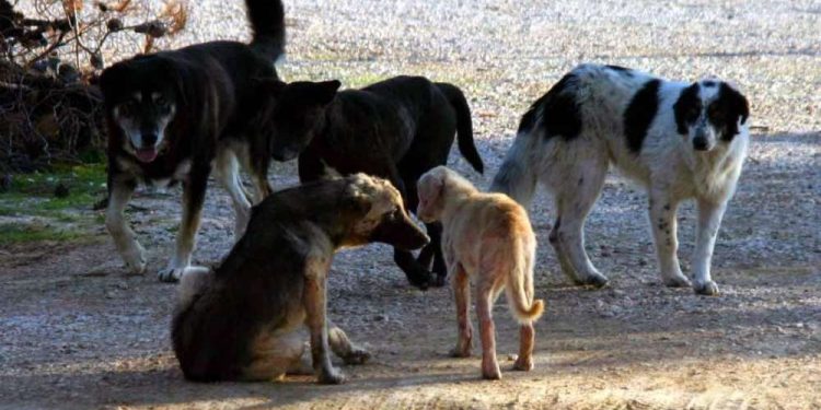 ΞΑΝΘΙΩΤΙΚΑ ΠΑΡΑΣΚΗΝΙΑ – Το τραπέζι του Κυριάκου στη Μανά και οι μπηχτές του παραΣΥΡΙΖΑ για την καλλιέργεια κάνναβης