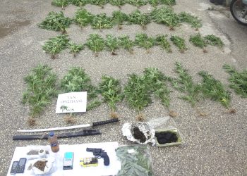 Χασισοφυτεία καλλιεργούσε 54χρονος στο σπίτι του σε χωριό του Έβρου – Συνελήφθη και για παράνομη οπλοκατοχή