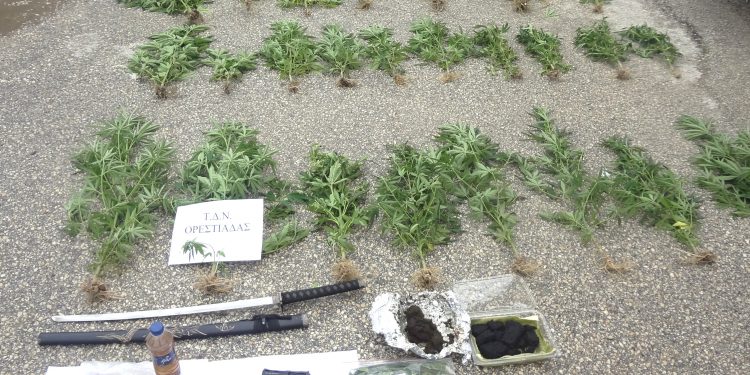 Χασισοφυτεία καλλιεργούσε 54χρονος στο σπίτι του σε χωριό του Έβρου – Συνελήφθη και για παράνομη οπλοκατοχή
