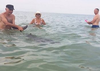 Δελφίνι κολυμπούσε ανάμεσα σε λουόμενους σε παραλία της Κομοτηνής