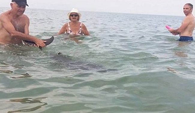 Δελφίνι κολυμπούσε ανάμεσα σε λουόμενους σε παραλία της Κομοτηνής