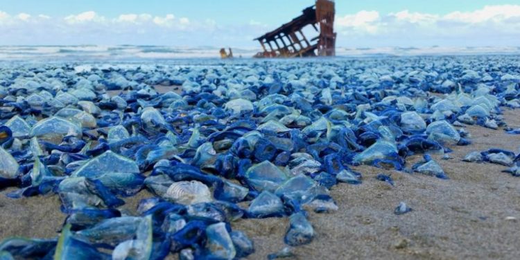 Οι 26 παραλίες στην Ελλάδα που πνίγονται στις Μέδουσες- Και στην Παραλία Αβδήρων Ξάνθης