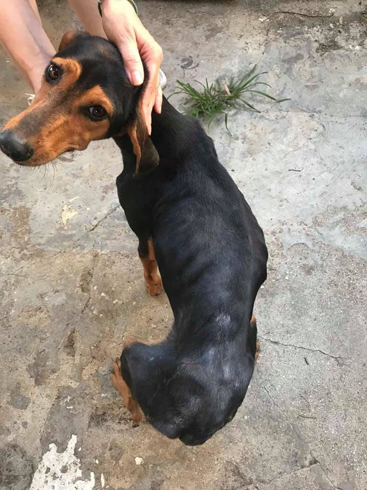 Πρόστιμο 120.000 ευρώ στον άνδρα που πέταξε τέσσερα κουτάβια σε κάδο σκουπιδιών στην Νιγρίτα Σερρών