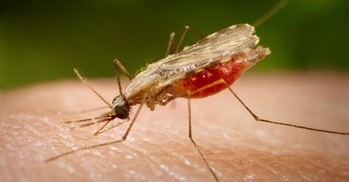 Εντεκα κρούσματα του ιού του Δυτικού Νείλου στην Κεντρική Μακεδονία