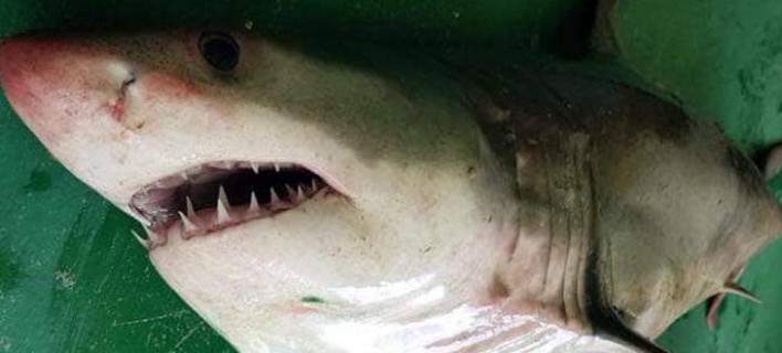 Ψαράδες έπιασαν λευκό καρχαρία της Μεσογείου στο Αιγαίο -Ηταν ζωντανός και τον έριξαν ξανά στη θάλασσα