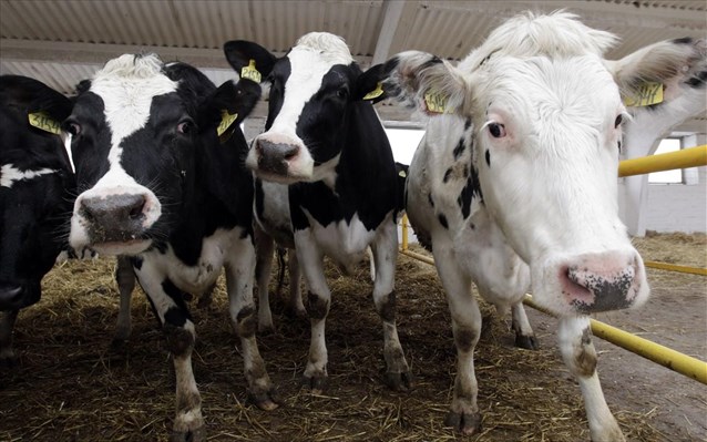 Κρούσμα βρουκέλλωσης σε κτηνοτροφική μονάδα στη Λεκάνη Καβάλας