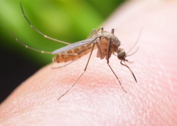 ΠΕΝΤΕ ΝΕΟΙ ΘΑΝΑΤΟΙ  Χτύπησε και την Ξάνθη  ο ιός του Δυτικού Νείλου!