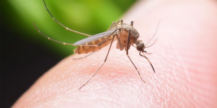 ΠΕΝΤΕ ΝΕΟΙ ΘΑΝΑΤΟΙ  Χτύπησε και την Ξάνθη  ο ιός του Δυτικού Νείλου!