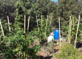 Συνελήφθη 35χρονος καλλιεργητής κάνναβης σε δασική περιοχή του Έβρου