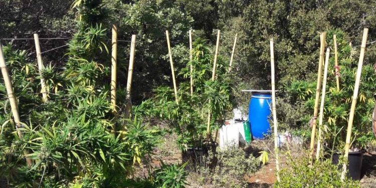 Συνελήφθη 35χρονος καλλιεργητής κάνναβης σε δασική περιοχή του Έβρου