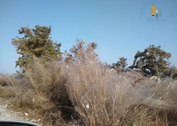 Φορέας Διαχείρισης Δέλτα Νέστου-Βιστωνίδας-Ισμαρίδας και Θάσου: Το φαινόμενο με τις αράχνες στο Πόρτο Λάγος και η εξήγησή του!