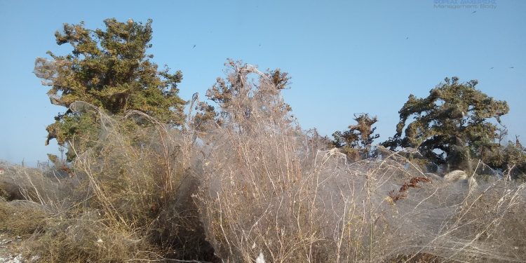 Φορέας Διαχείρισης Δέλτα Νέστου-Βιστωνίδας-Ισμαρίδας και Θάσου: Το φαινόμενο με τις αράχνες στο Πόρτο Λάγος και η εξήγησή του!
