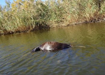 Ποιος πυροβολεί άγρια άλογα στο Δέλτα του Έβρου;