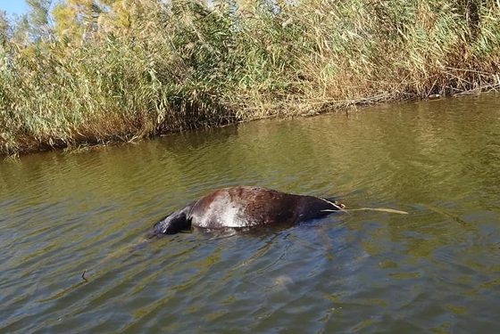 Ποιος πυροβολεί άγρια άλογα στο Δέλτα του Έβρου;