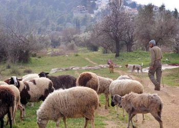 Ενστάσεις για τον νέο χάρτη της εξισωτικής από τους κτηνοτρόφους της ΑΜΘ που κάνουν λόγο για διαχωρισμό της Αν. Μακεδονίας από τη Θράκη
