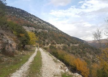 ΣΦΗΝΑΚΙΑ ΚΑΙ ΛΑΒΡΑΚΙΑ