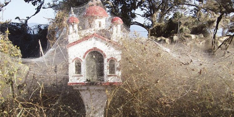 Απίστευτες φωτογραφίες: Τεράστιο «πέπλο» από ιστούς αράχνης «κατάπιε» 1000 μέτρα βλάστησης στη Βιστωνίδα