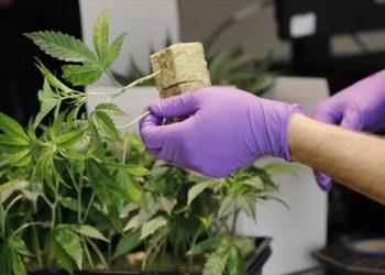 ΠΑΝΤΩΣ ΟΧΙ ΣΤΗ ΞΑΝΘΗ!  Β. ΕΛΛΑΔΑ: ΠΟΥ ΘΑ ΓΙΝΟΥΝ ΟΙ ΠΡΩΤΕΣ ΕΠΕΝΔΥΣΕΙΣ  ΣΤΗ ΦΑΡΜΑΚΕΥΤΙΚΗ ΚΑΝΝΑΒΗ