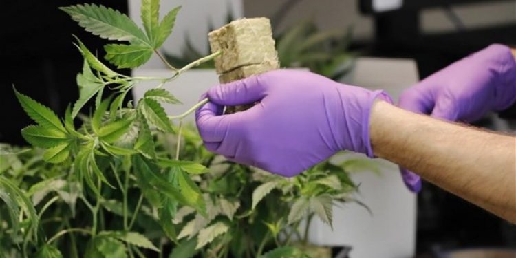 ΠΑΝΤΩΣ ΟΧΙ ΣΤΗ ΞΑΝΘΗ!  Β. ΕΛΛΑΔΑ: ΠΟΥ ΘΑ ΓΙΝΟΥΝ ΟΙ ΠΡΩΤΕΣ ΕΠΕΝΔΥΣΕΙΣ  ΣΤΗ ΦΑΡΜΑΚΕΥΤΙΚΗ ΚΑΝΝΑΒΗ