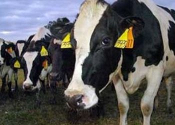 ΚΤΗΝΙΑΤΡΙΚΗ Π.Ε. ΞΑΝΘΗΣ: Αναιτιολόγητος πανικός για πιθανό κρούσμα της νόσου «τρελών αγελάδων» στον Δήμο Τοπείρου