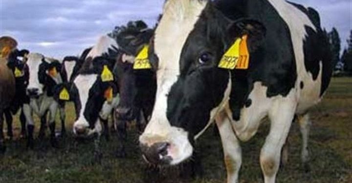 ΚΤΗΝΙΑΤΡΙΚΗ Π.Ε. ΞΑΝΘΗΣ: Αναιτιολόγητος πανικός για πιθανό κρούσμα της νόσου «τρελών αγελάδων» στον Δήμο Τοπείρου