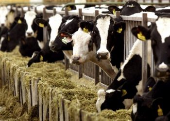 ΚΤΗΝΙΑΤΡΙΚΗ Π.Ε. ΞΑΝΘΗΣ: Αναιτιολόγητος πανικός για πιθανό κρούσμα της νόσου «τρελών αγελάδων» στον Δήμο Τοπείρου