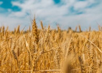 «Staramaki» αντί για καλαμάκι -Μια πρωτότυπη ιδέα από το Κιλκίς