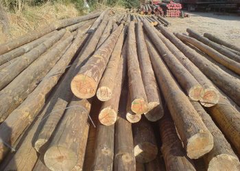 ΝΟ.Δ.Ε Ξάνθης: Πολλά προβλήματα σχετικά με την διάθεση της ξυλείας στους κατοίκους της ορεινής περιοχής