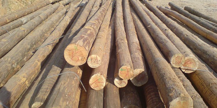 ΝΟ.Δ.Ε Ξάνθης: Πολλά προβλήματα σχετικά με την διάθεση της ξυλείας στους κατοίκους της ορεινής περιοχής