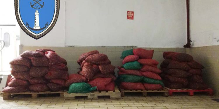 Δύο περίπου τόνοι ακατάλληλα όστρακα  κατασχέθηκαν στην Αλεξανδρούπολη