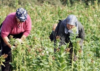 De minimis στα 250 ευρώ/στρ. για τις ζημιές στον Μπασμά ζητούν οι καπνοπαραγωγοί της Θράκης με επιστολή τους στο ΥΠΑΑΤ