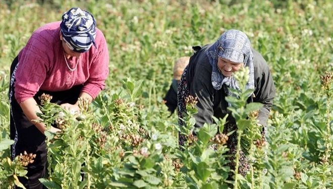 De minimis στα 250 ευρώ/στρ. για τις ζημιές στον Μπασμά ζητούν οι καπνοπαραγωγοί της Θράκης με επιστολή τους στο ΥΠΑΑΤ