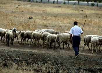Επιμένουν στο αγροτικό ακατάσχετο των 15.000 ευρώ οι κτηνοτρόφοι ΑΜΘ πριν τις πληρωμές του Δεκεμβρίου