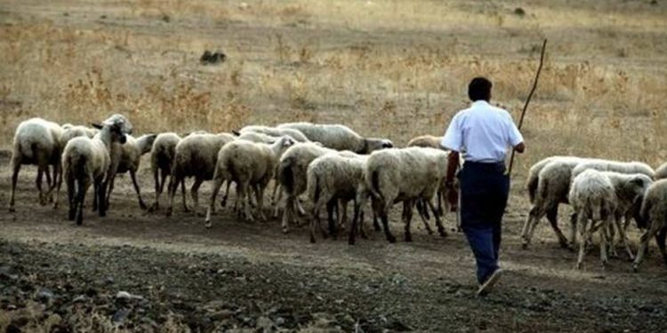 Επιμένουν στο αγροτικό ακατάσχετο των 15.000 ευρώ οι κτηνοτρόφοι ΑΜΘ πριν τις πληρωμές του Δεκεμβρίου