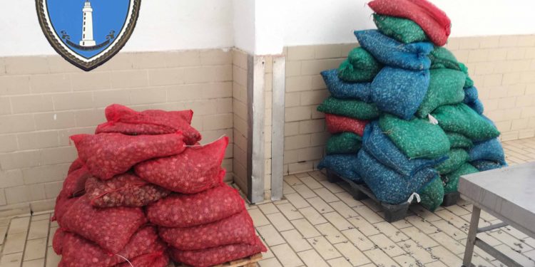 Αλεξανδρούπολη: Συνελήφθη με πάνω  από έναν τόνο ακατάλληλα όστρακα