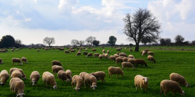ΚΤΗΝΟΤΡΟΦΙΚΟΙ ΣΥΛΛΟΓΟΙ ΑΜΘ: Απροστάτευτη η κτηνοτροφία στην περιφέρεια ΑΜΘ, μέχρι…νεωτέρας!