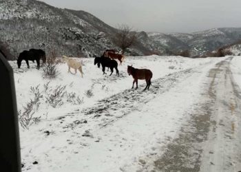 Ροδόπη: Άγρια άλογα αναζητούν τροφή στα χιονισμένα βουνά