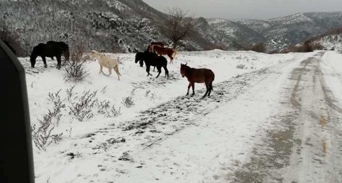 Ροδόπη: Άγρια άλογα αναζητούν τροφή στα χιονισμένα βουνά