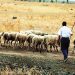 ΚΤΗΝΟΤΡΟΦΙΚΟΙ ΣΥΛΛΟΓΟΙ ΑΝΑΤ. ΜΑΚΕΔΟΝΙΑΣ ΘΡΑΚΗΣ:  “Παράθεση θεμάτων κτηνοτροφίας προς τα πολιτικά κόμματα”