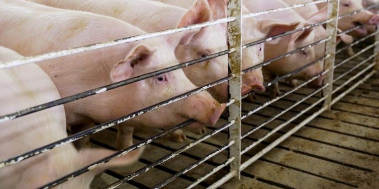 Πανώλη των χοίρων: Θέμα χρόνου να  περάσει από τη Βουλγαρία στην Ελλάδα