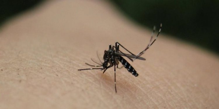 ΕΟΔΥ: Άλλα 35 κρούσματα από τον ιό του Δυτικού Νείλου – Τα τρία ήταν θανατηφόρα – Ο νομός με τα περισσότερα κρούσματα (28) η Ξάνθη