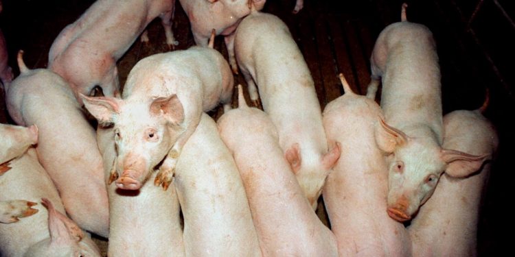 Στην «πόρτα» της Ελλάδας η αφρικανική πανώλη  – Συναγερμός στα ελληνοβουλγαρικά σύνορα   